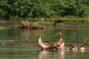 Egyptian geese : 2014 Uganda